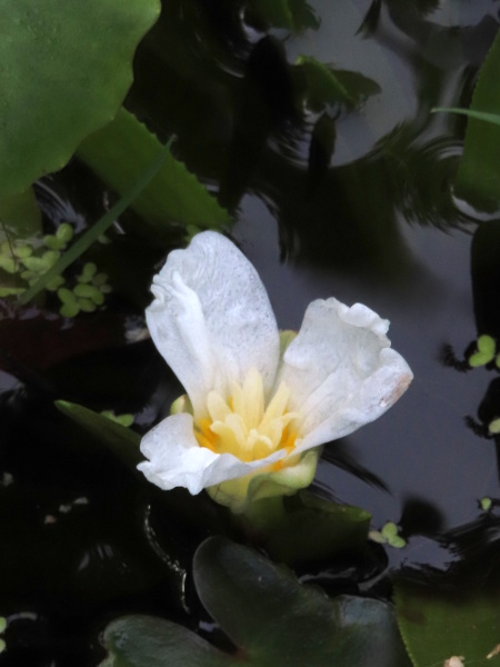 water soldier / Stratiotes aloides: _Stratiotes aloides_ is native to the Norfolk Broads and some other sites in eastern England, but has also been spread outside its native range.