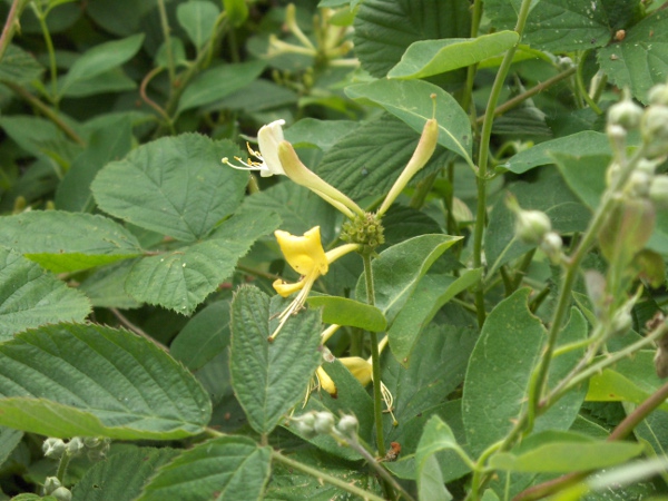 honeysuckle / Lonicera periclymenum: The flowers of _Lonicera periclymenum_ are borne in terminal clusters; the leaves are opposite but not conjoined.