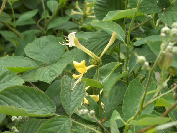 honeysuckle / Lonicera periclymenum