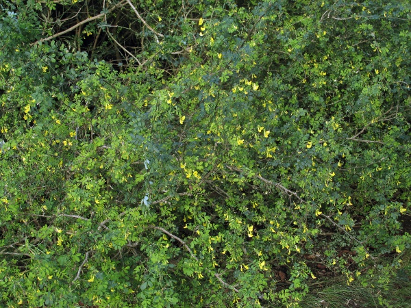 scorpion senna / Hippocrepis emerus: _Hippocrepis emerus_ is a shrub native to the mountains of southern Europe, with outlying populations on Öland and Gotland in Sweden, and around Kragerø in southern Norway.