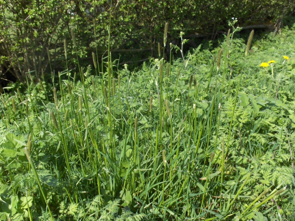 meadow foxtail / Alopecurus pratensis: Habitus