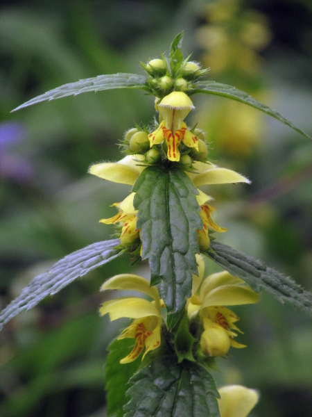 yellow archangel / Lamiastrum galeobdolon: _Lamiastrum galeobdolon_ subsp. _montanum_ is the more widespread native subspecies (_L. g._ subsp. _galeobdolon_ is only native to parts of Lincolnshire), and is often found in ancient woodland.