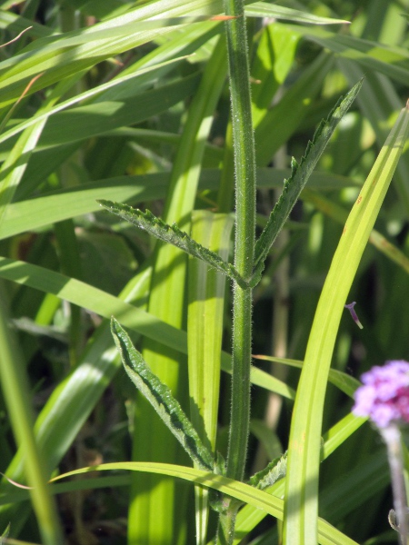 Argentinian vervain / Verbena bonariensis