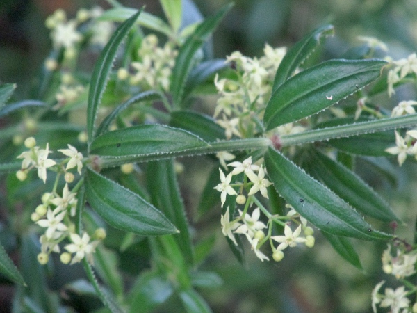 wild madder / Rubia peregrina: Its flowers are 5-parted, unlike those of _Galium_ species.