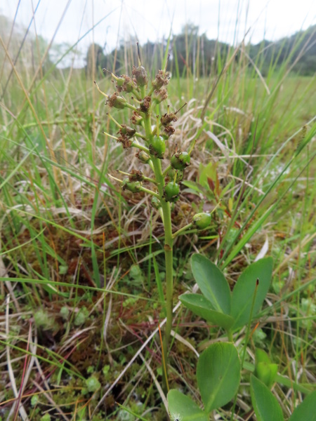 bogbean / Menyanthes trifoliata: The fruit of _Menyanthes trifoliata_ is a capsule that breaks open into 2 valves.