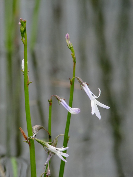 water lobelia / Lobelia dortmanna: _Lobelia dortmanna_ grows in gravelly, oligotrophic lakes in Ireland, Scotland, the Lake District and Wales, producing pale blue, zygomorphic flowers on leafless emergent stems.