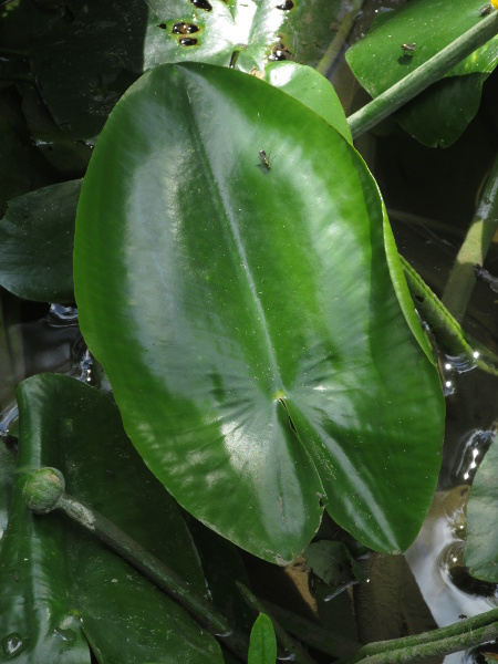 yellow water-lily / Nuphar lutea: The leaves of _Nuphar lutea_ have 23–28 side-veins on each half of the leaf; most of the leaves lie flat on the water’s surface, but even when held aloft, the basal sinus is narrow.