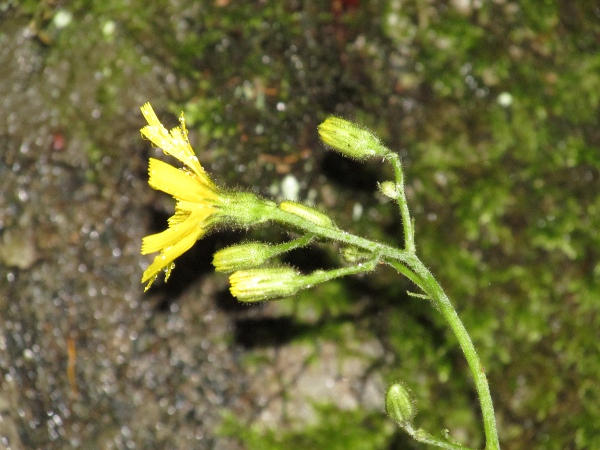 hawkweeds / Hieracium sect. Stelligera: Inflorescences