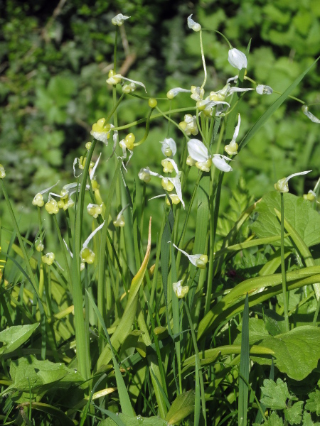 few-flowered garlic / Allium paradoxum: _Allium paradoxum_ is native to the Caucasus, but has become naturalised in eastern Britain and Central Europe; its inflorescences typically have several sessile bulbils and one stalked flower.