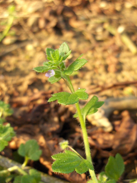 ivy-leaved speedwell / Veronica hederifolia: The tetraploid _Veronica hederifolia_ subsp. _lucorum_ has long fruiting pedicels; the apical leaf-lobe is also longer than in _V. hederifolia_ subsp. _hederifolia_.