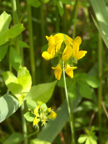 greater bird’s-foot trefoil / Lotus pedunculatus