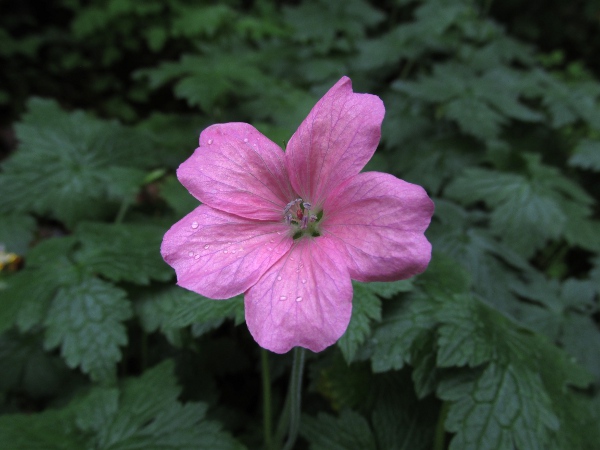 French cranesbill / Geranium endressii