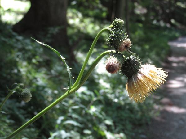 yellow thistle / Cirsium erisithales: _Cirsium erisithales_ is native to the mountains of southern, central and eastern Europe.