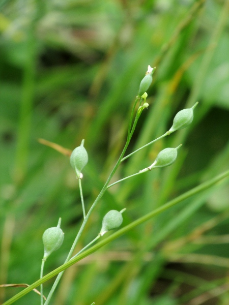 gold of pleasure / Camelina sativa: _Camelina sativa_ has occasionally been grown for its oily seeds, but is mostly encountered in the British Isles as a casual.