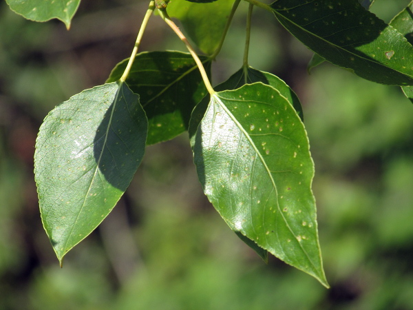 western balsam-poplar / Populus trichocarpa: The leaves of _Populus trichocarpa_ are shortly crenate.