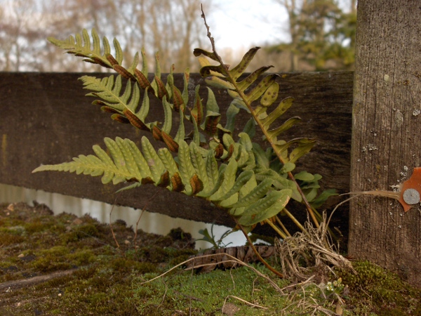 intermediate polypody / Polypodium interjectum: _Polypodium interjectum_ has leaves at least twice as long as wide (unlike _Polypodium cambricum_), and elliptic–oblong sori (unlike _Polypodium vulgare_).