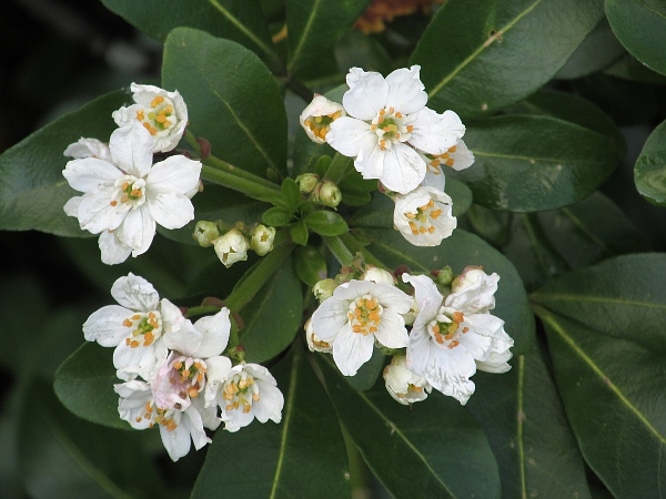 Mexican orange / Choisya ternata