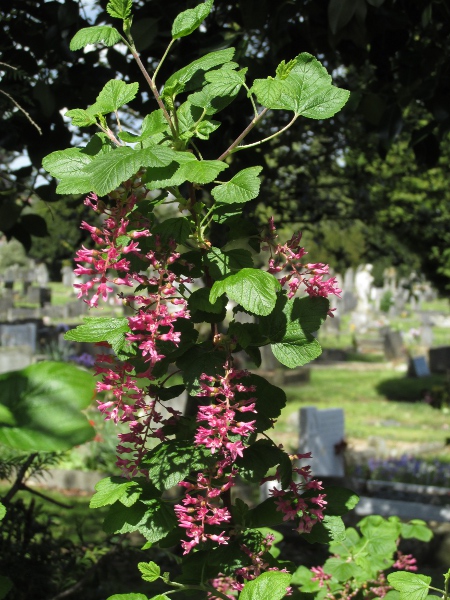flowering currant / Ribes sanguineum