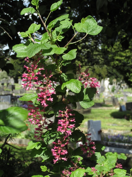 flowering currant / Ribes sanguineum: _Ribes sanguineum_ is a shrub native to the Pacific North-west and California, but widely grown for its spring flowers.