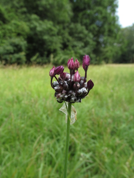 sand leek / Allium scorodoprasum: _Allium scorodoprasum_ is native to dry, sandy, lowland areas of northern England and southern and eastern Scotland; its flowers are a distinctively deep pink colour.