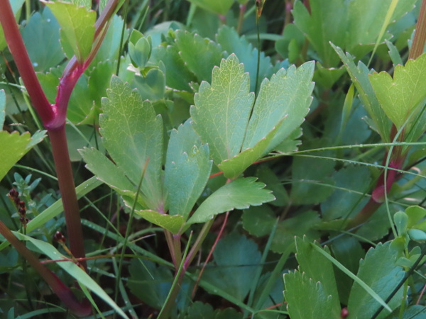 Scots lovage / Ligusticum scoticum