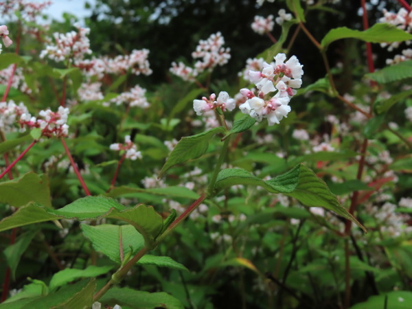 lesser knotweed / Koenigia campanulata: _Koenigia campanulata_ is a frequent survivor of cultivation that spreads vegetatively; it differs from its relatives in having partly fused petals.