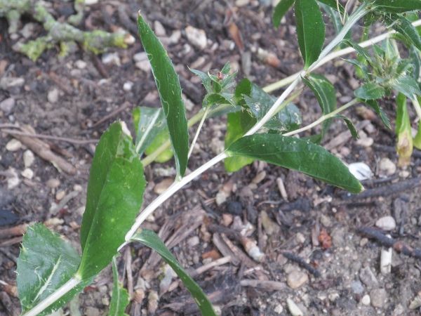 safflower / Carthamus tinctorius: Leaves