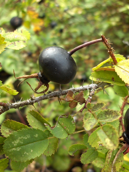 burnet rose / Rosa spinosissima: The black fruit, wider than long, is distinctive.