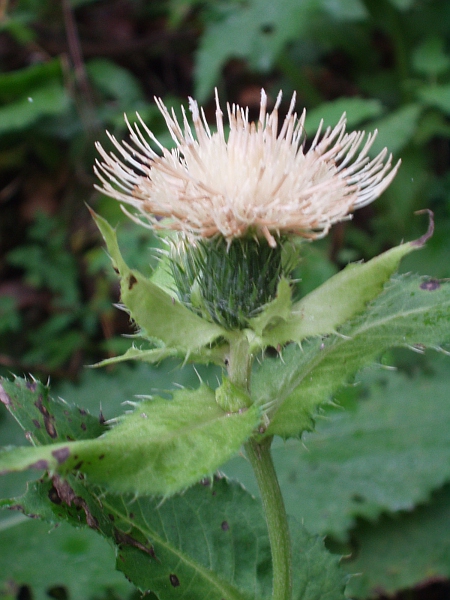 cabbage thistle / Cirsium oleraceum: _Cirsium oleraceum_ is an occasional escape, mostly in northern England.