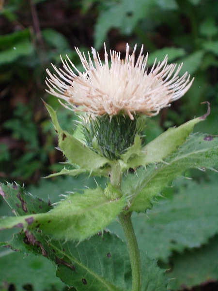 cabbage thistle / Cirsium oleraceum