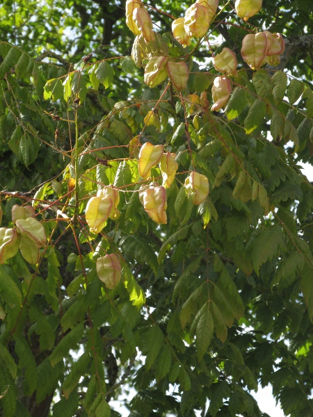 Pride of India / Koelreuteria paniculata: The fruit of _Koelreuteria paniculata_ is an inflated capsule.