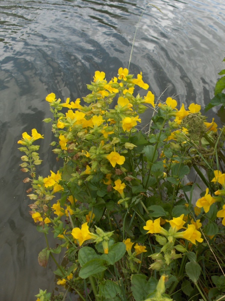 monkeyflower / Erythranthe guttata: _Erythranthe guttata_ is the most widespread of the _Erythranthe_ species in the British Isles.