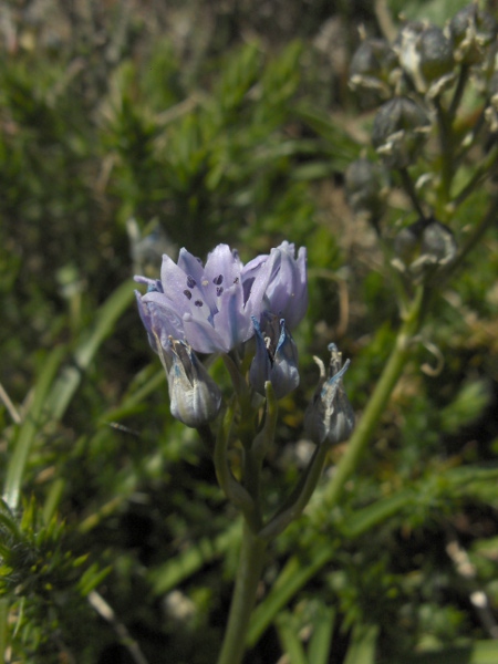 spring squill / Scilla verna: The leaves of _Scilla verna_ are often tightly curled; the blue flowers are held erect on stem up to 15 cm tall but typically much less.