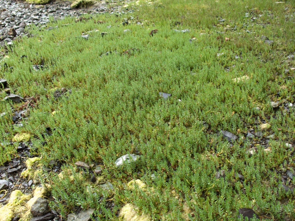 sea milkwort / Lysimachia maritima: _Lysimachia maritima_ is a frequent plant on salt marshes and beaches throughout the British Isles.