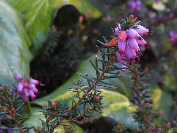 Darley Dale heath / Erica × darleyensis: _Erica_ × _darleyensis_ is a hybrid between _Erica erigena_ and _Erica carnea_; it has stem-ridges below each leaf that taper as in _E. erigena_, but larger flowers as in _E. carnea_.