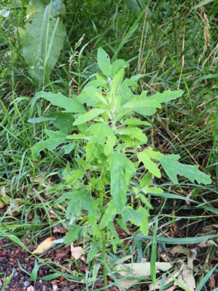 fig-leaved goosefoot / Chenopodium ficifolium: _Chenopodium ficifolium_ is a goosefoot with distinctively shaped leaves that have two basal lobes and a larger, toothed, oblong, central lobe.