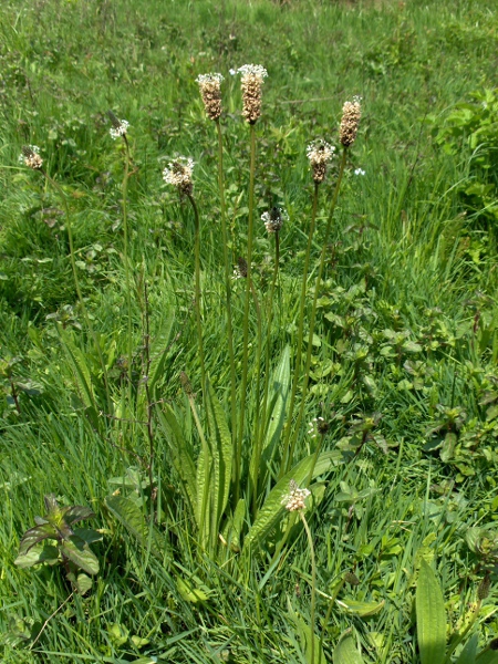 ribwort plantain / Plantago lanceolata: Habitus