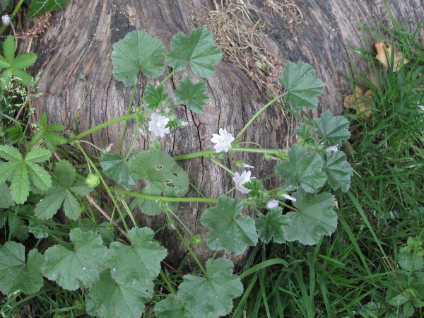 dwarf mallow / Malva neglecta: _Malva neglecta_ is a sprawling mallow of roadsides and waste ground, mostly in central, southern and eastern England.