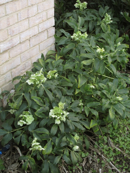 Corsican hellebore / Helleborus argutifolius