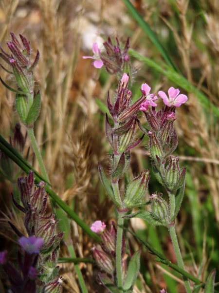 small-flowered catchfly / Silene gallica