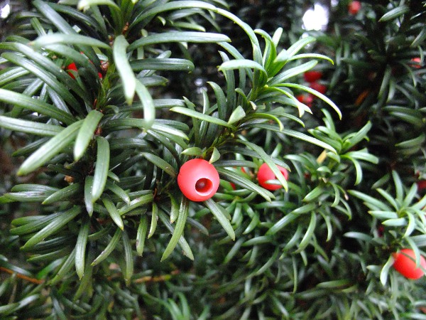 yew / Taxus baccata: The red, fleshy arils surrounding the fruit are sweet and reportedly edible, but the seed inside is toxic.