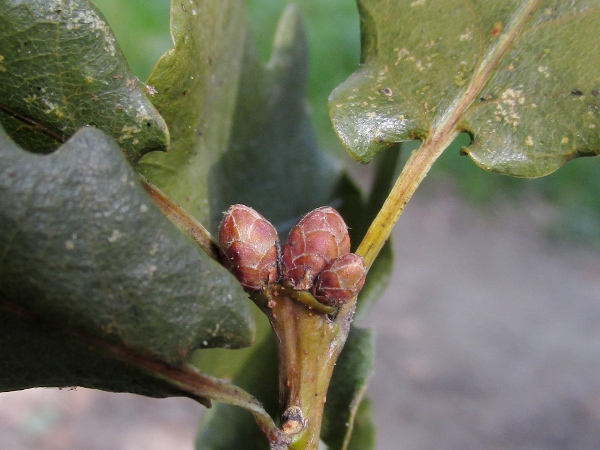 pedunculate oak / Quercus robur: The small buds of _Quercus robur_ have many chestnut-brown bud scales.