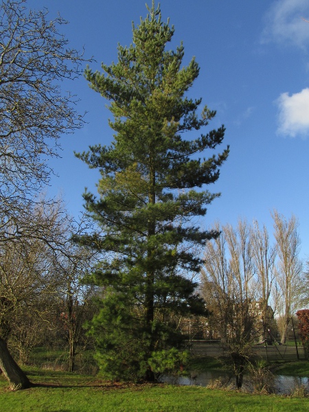 Monterey pine / Pinus radiata: _Pinus radiata_ is a significant timber tree around the world, although it is rare in its native range of central California and Isla Guadalupe in Mexico.