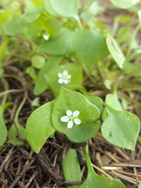 springbeauty / Claytonia perfoliata: Few species share the perfoliate stem-leaves of _Claytonia perfoliata_.