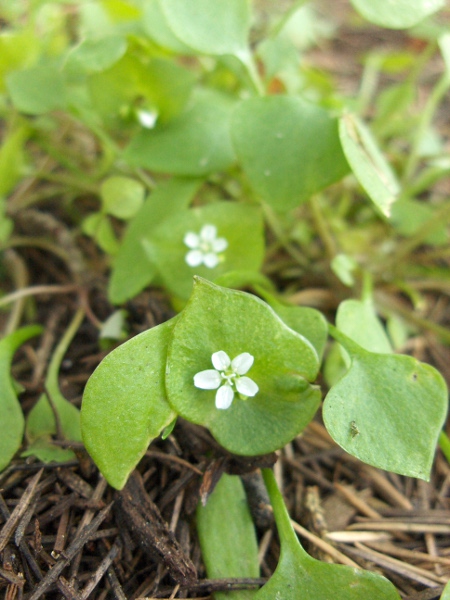 springbeauty / Claytonia perfoliata: Few species share the perfoliate stem-leaves of _Claytonia perfoliata_.