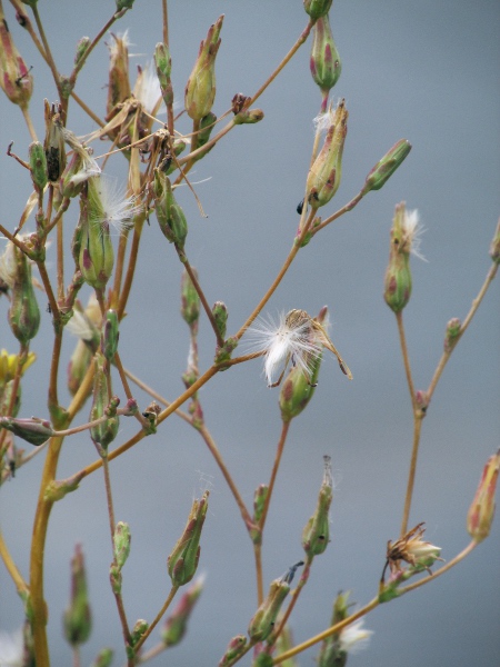 prickly lettuce / Lactuca serriola