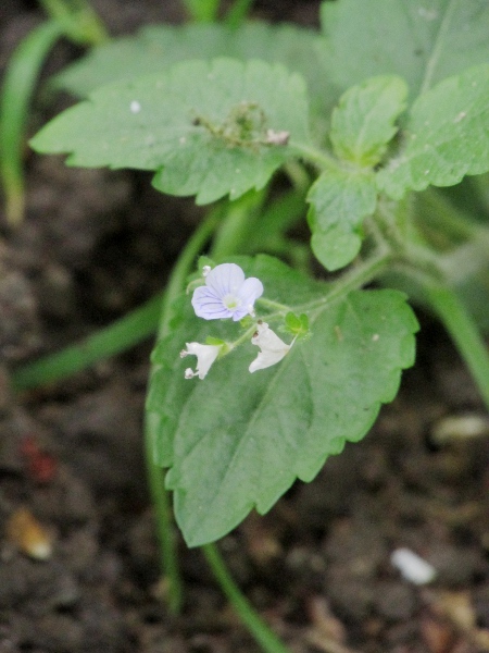 wood speedwell / Veronica montana: The flowers of _Veronica montana_ are produced in axillary racemes.