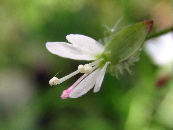 enchanter’s nightshade / Circaea lutetiana: The flowers of _Circaea lutetiana_ have 2 sepals, 2 petals, 2 stamens and 1–2 stigmas.