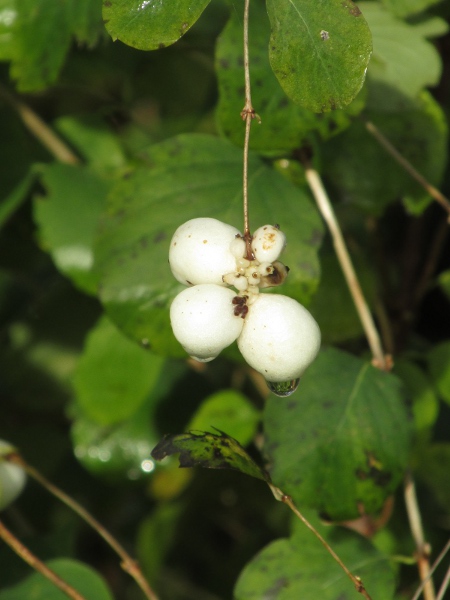 snowberry / Symphoricarpos albus: The fruits of _Symphoricarpos albus_ are irregularly globose matt white berries.