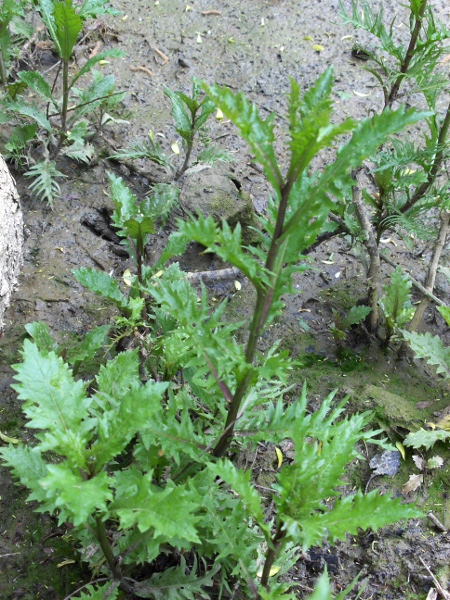 marsh yellow-cress / Rorippa palustris: Habitus